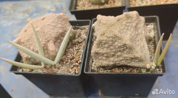 Псевдолитос кубиформис, семена