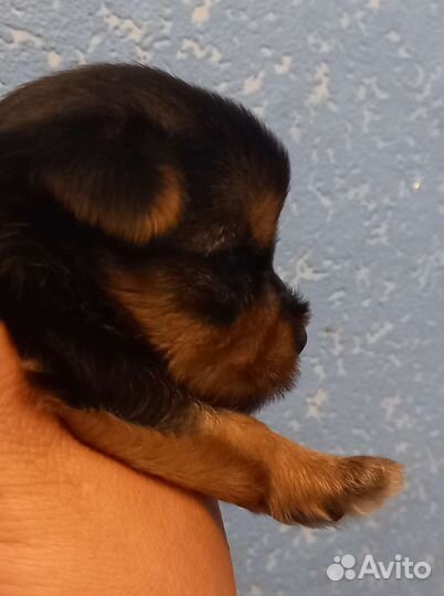 Йоркширский терьер мини