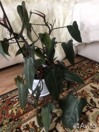 Комнатные цветы