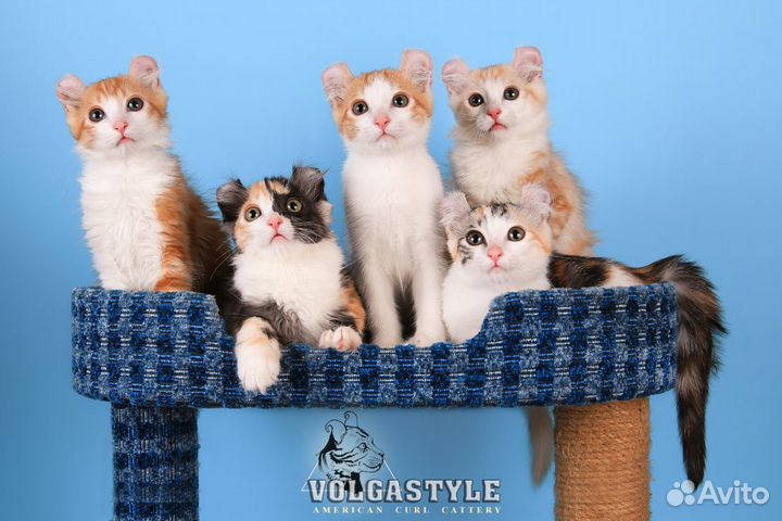 Американский кёрл котята