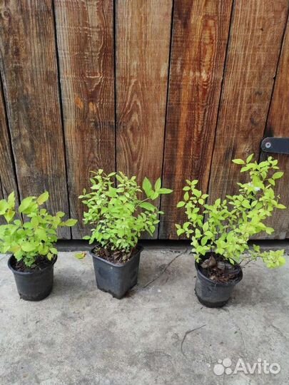 Спирея голден принцесс и другие кустарники