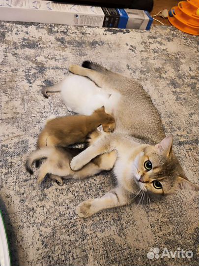 Британские котята
