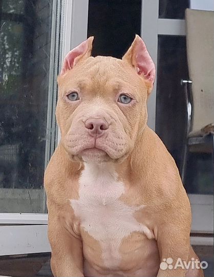 Американский булли мальчик классик Шоу класса