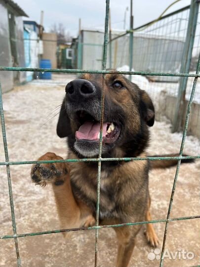 Дружок - игривый и ласковый пес