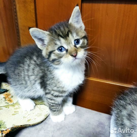 Кошка в дар