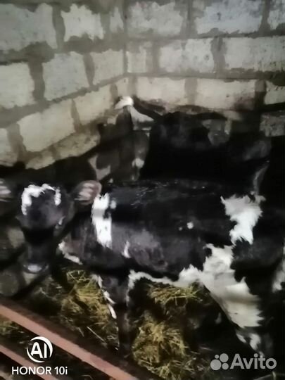 Коровы,телята крс, бычки и тёлочки,свинью