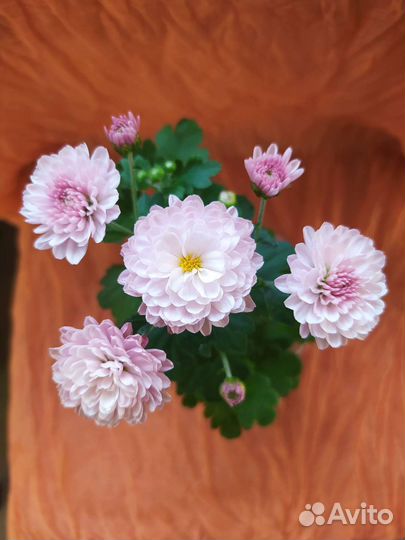 Хризантема мультифлора розовая
