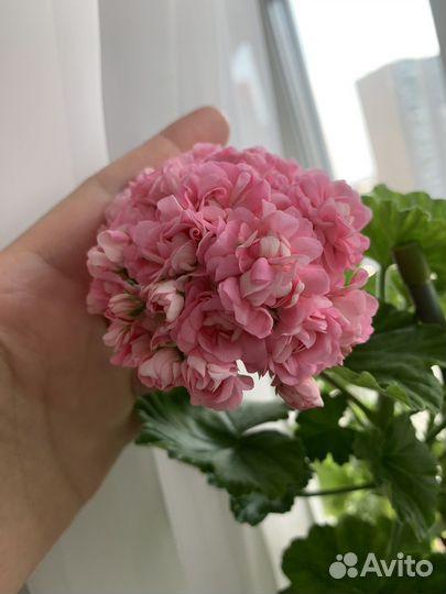 Пеларгония сортовая Anita