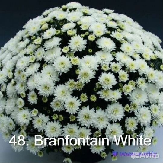 Хризантемы мультифлора