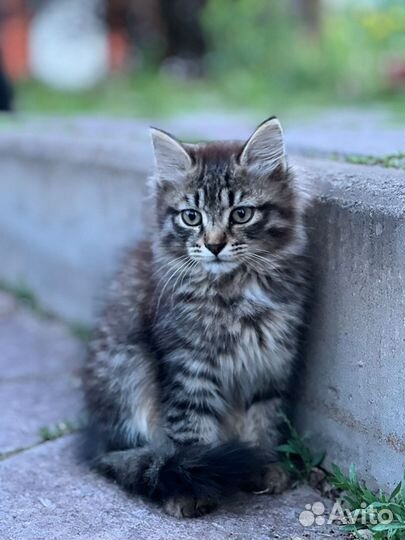 Котята в добрые руки бесплатно