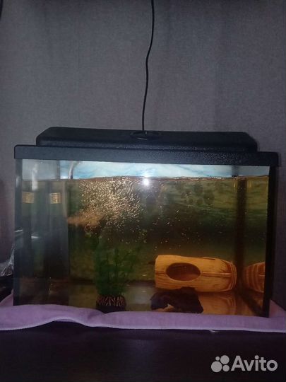 Аквариум