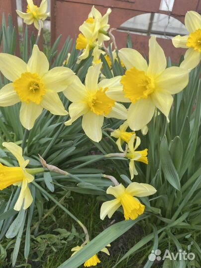 Луковица нарцисса