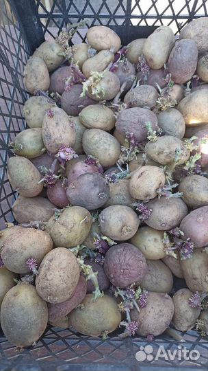 Картофель на посадку