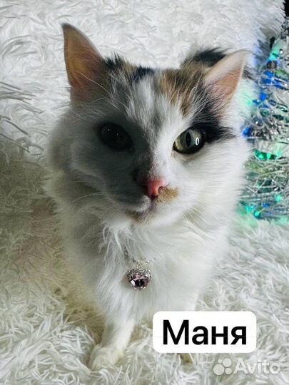 Кошка в добрые руки