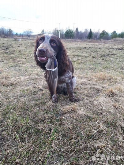 Вязка кобель