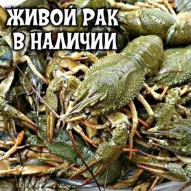 Раки живые