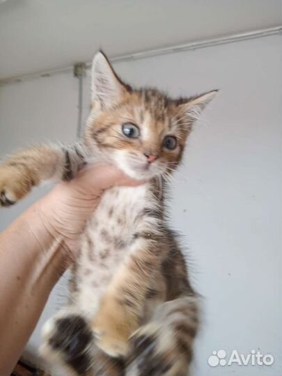 Кошки в добрые руки