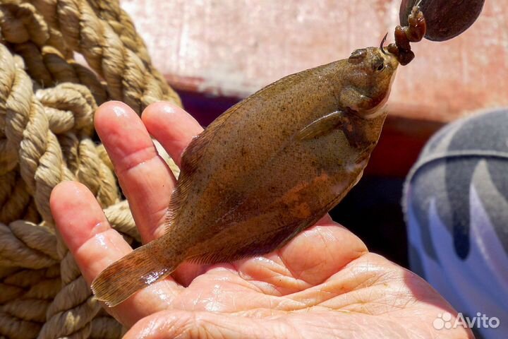 Карелия отдых, Тур на 7 дней на берегу Белого моря