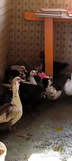 Семья уток 3+1 (есть доставка)