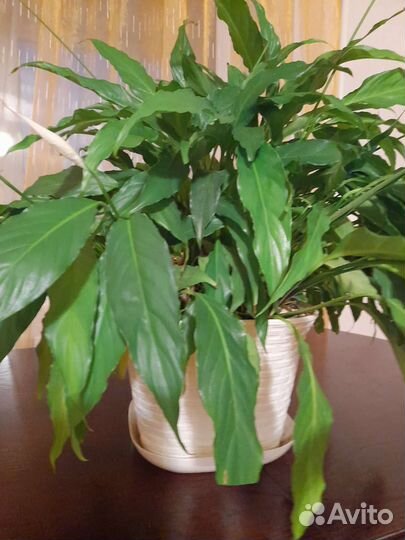 Спатифиллум