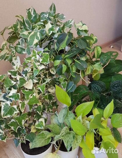 Эпипремнумы