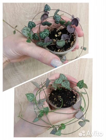 Суккуленты, церопегии, дисхидии