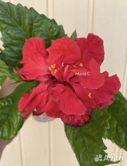 Гибискус красный махровый