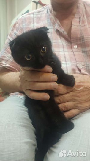 Шотландские вислоухие котята