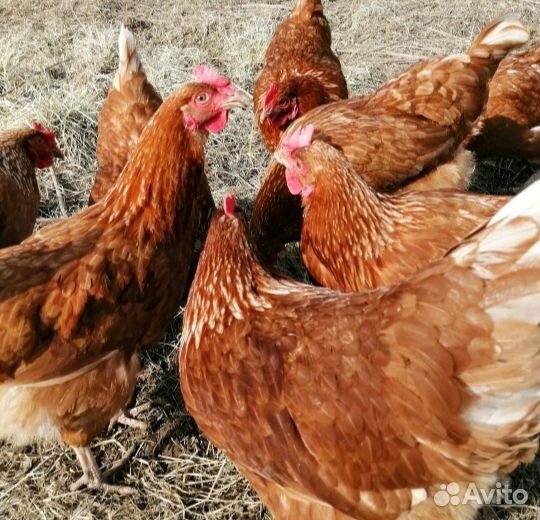 Куры несушки