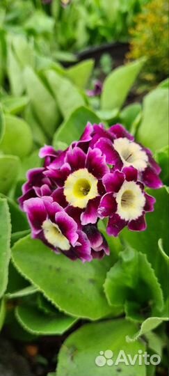 Цветы,кустарники,деревья,хосты клематисы,гортензии