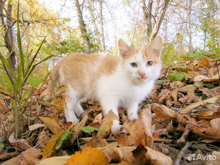 Котенок (мальчик)