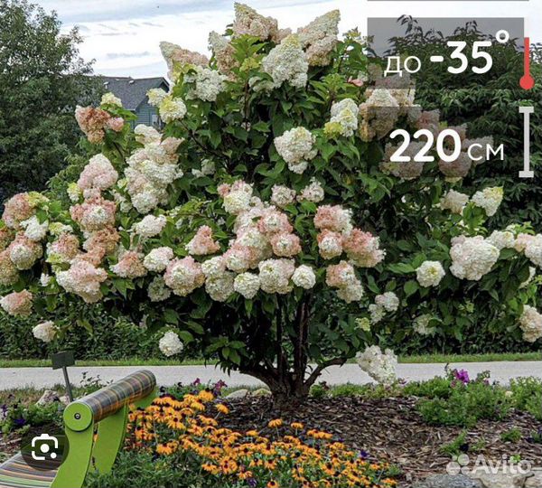 Грандифлора Гортензия метелчатая