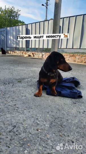 Такса кабель вязка