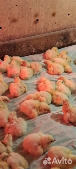 Бройлеры Кооб 500 цена 1