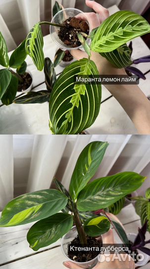 Традесканции сортовые