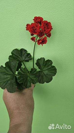 Пеларгония герань
