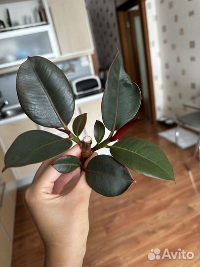 Фикус, сингониумы