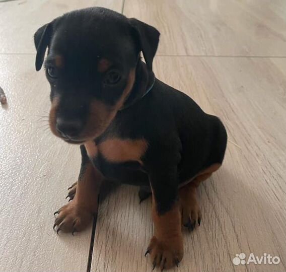 Щенки цвергпинчера