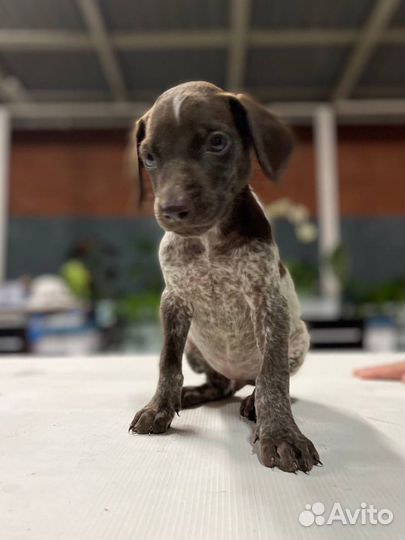 Щенок курцхаара ищет дом