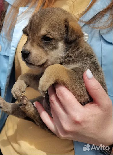 Собака Щенок