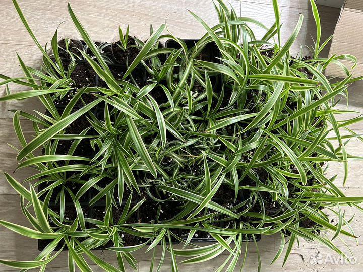 Хлорофитум вариегатный