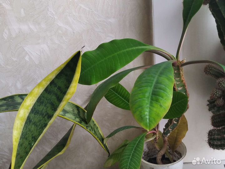 Комнатные растения