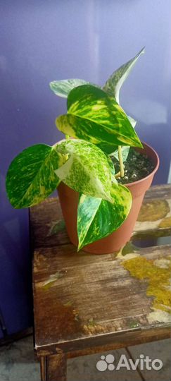 Домашние растения.Декор