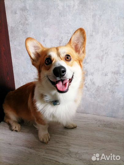 Передержка собак