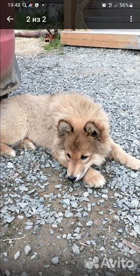 Щеночки в добрые руки