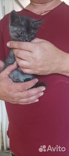 Кошка в дар бесплатно