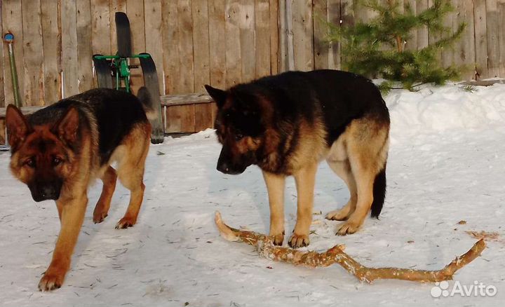 Щенки немецкой овчарки