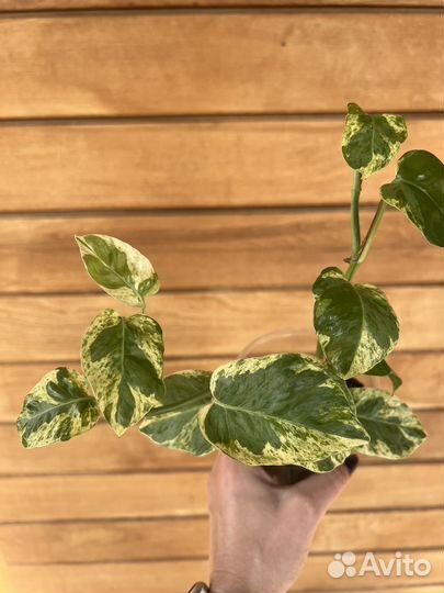 Эпипремнум Н-джой