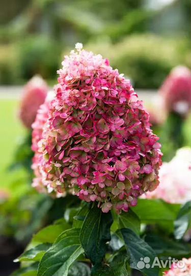 Гортензия метельчатая