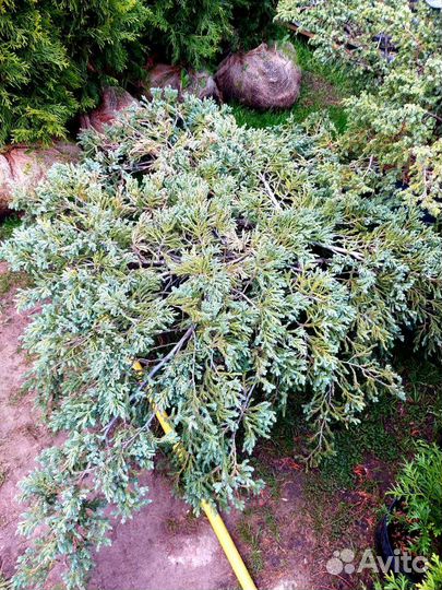 Можжевельник